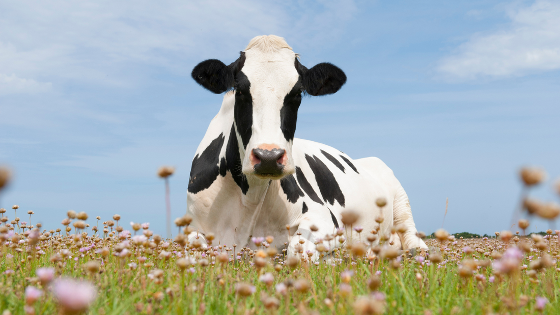 Grass-fed cow in a rustic field with wildflowers and blue sky, representing natural skincare ingredients for Moo Moo Balm.